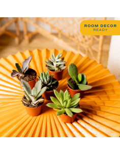 Plantas Suculentas Mini Costa Farms - Paquete de 6, 5 cm 2