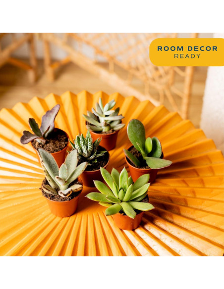 Plantas Suculentas Mini Costa Farms - Paquete de 6, 5 cm