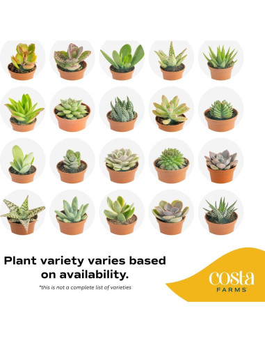 Plantas Suculentas Mini Costa Farms - Paquete de 6, 5 cm