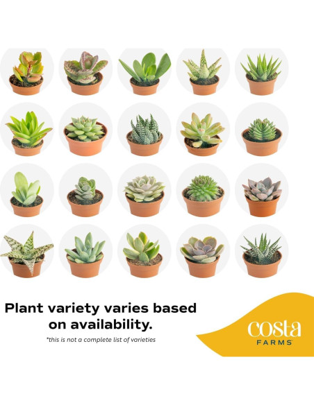 Plantas Suculentas Mini Costa Farms - Paquete de 6, 5 cm