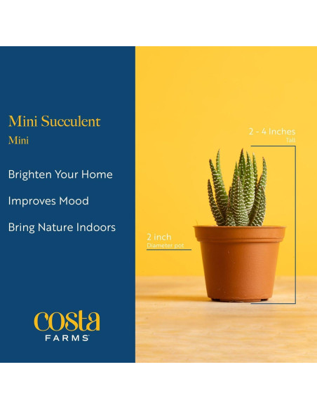 Plantas Suculentas Mini Costa Farms - Paquete de 6, 5 cm