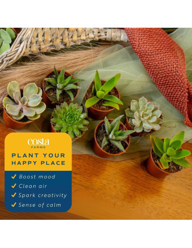 Plantas Suculentas Mini Costa Farms - Paquete de 6, 5 cm