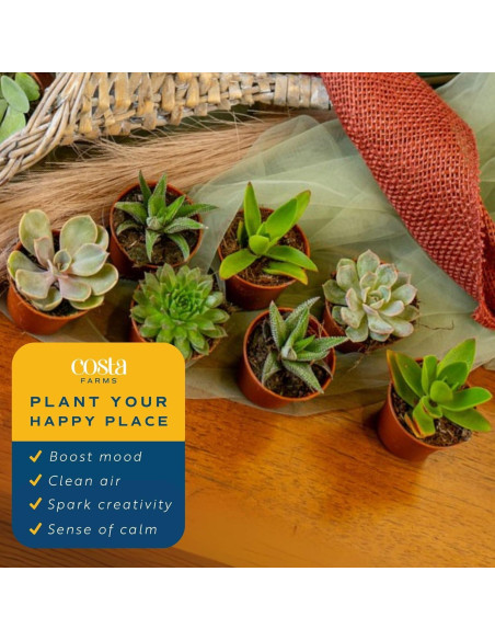 Plantas Suculentas Mini Costa Farms - Paquete de 6, 5 cm