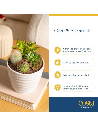 Plantas Suculentas Mini Costa Farms - Paquete de 6, 5 cm