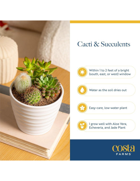 Plantas Suculentas Mini Costa Farms - Paquete de 6, 5 cm