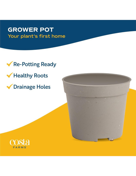 Plantas Suculentas Mini Costa Farms - Paquete de 6, 5 cm