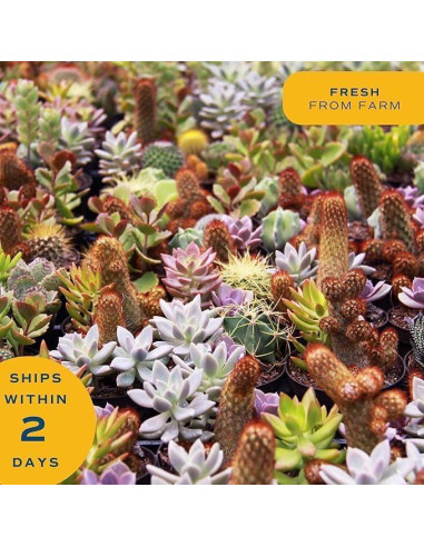 Plantas Suculentas Mini Costa Farms - Paquete de 6, 5 cm