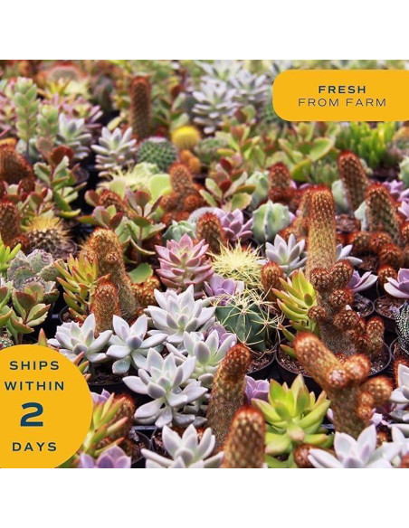 Plantas Suculentas Mini Costa Farms - Paquete de 6, 5 cm