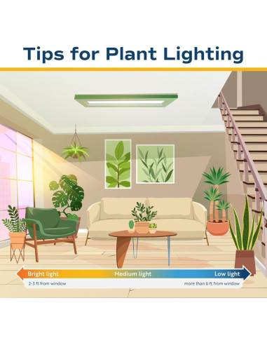 Plantas Suculentas Mini Costa Farms - Paquete de 6, 5 cm