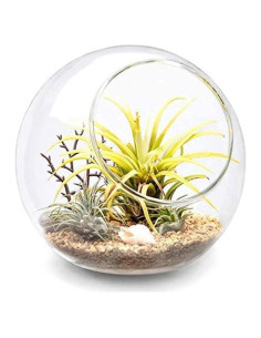 Exhibidor de Terrario de Vidrio Mkono 14cm para Plantas