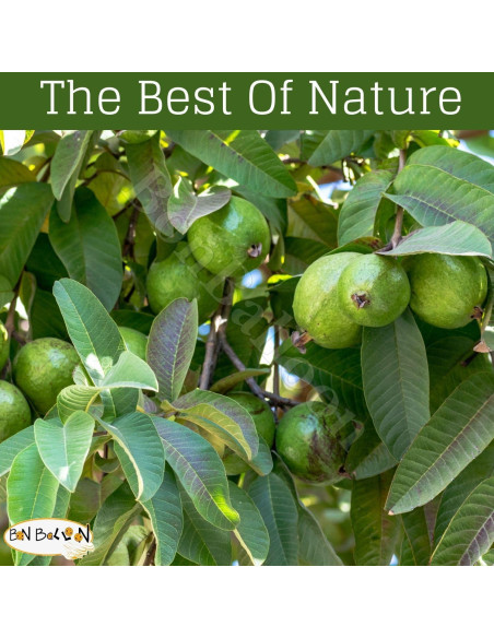 Extracto de Hojas de Guayaba Shana 19.84 g Natural Halal