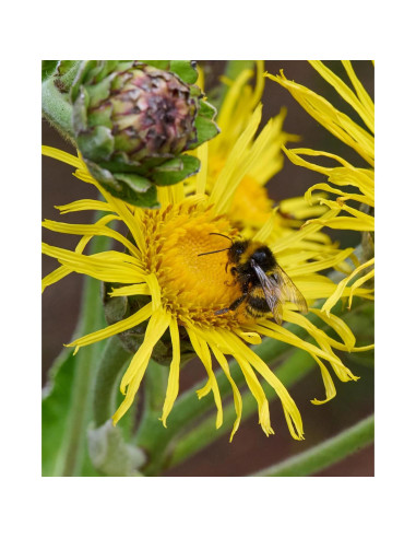 Extracto Líquido de Elecampane Orgánico Herb Pharm 29.57 ml