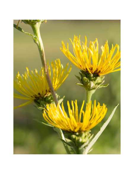 Extracto Líquido de Elecampane Orgánico Herb Pharm 29.57 ml