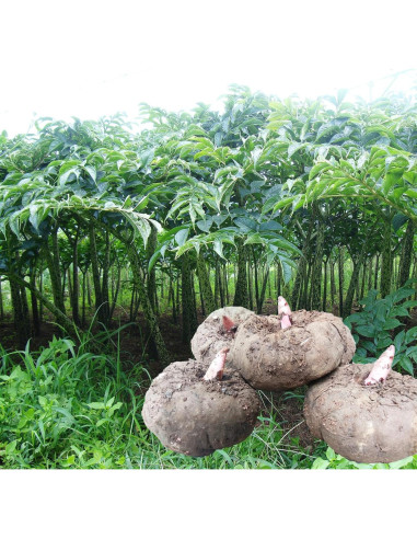 Polvo de Tofu Konjac BAILINHOU 500g - Harina de Konjac Pura