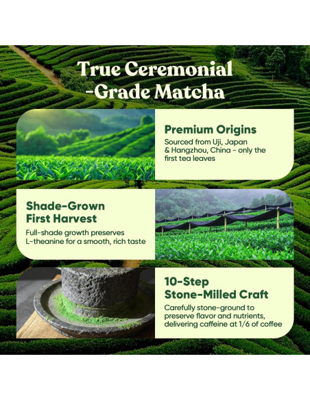 Matcha Ceremonial Venture Pal 165g con 12 Superfoods y Probioticos