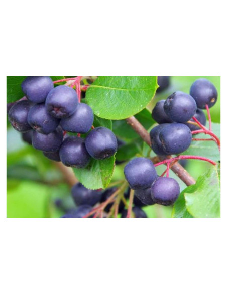 Planta Chokeberry Negra Aronia McKenzie en Maceta 20-30 cm