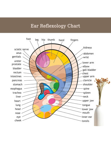 Kit de Acupuntura para Oído Genérico 140 Piezas con Herramientas