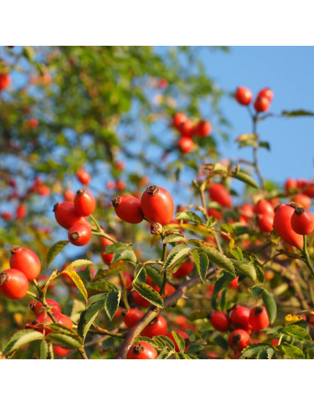 Aceite de Rosa Mosqueta Relaxcation 113.4 ml Puro y Natural