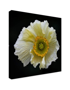 Arte en Lienzo Fabien Bravin Flor Roja 55.88x81.28 cm 2