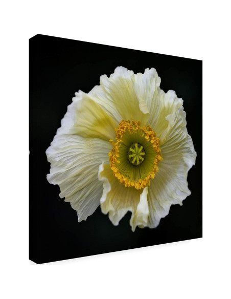 Arte en Lienzo Fabien Bravin Flor Roja 55.88x81.28 cm