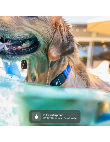Collar Inteligente Fi 3+ para Perros Pequeños - GPS, Salud, Azul
