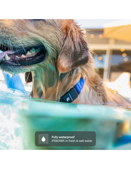Collar Inteligente Fi 3+ para Perros Pequeños - GPS, Salud, Azul