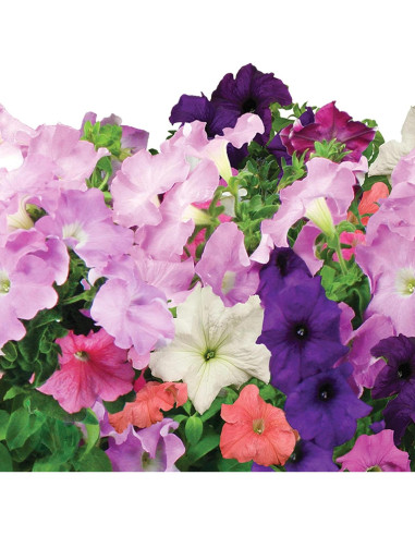 Kit de 6 cápsulas de semillas de Petunias en Cascada AeroGarden