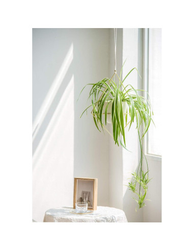 Mkono Juego de 2 Macetas Colgantes de Metal Dorado 15 cm