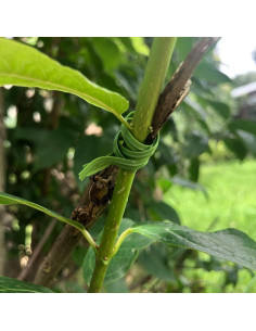 Ataduras de Jardín VIMOA 200 pcs 15 cm Verde para Plantas 2