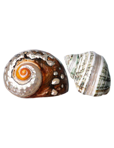 Conchas de Cangrejo Ermitaño Nautical Crush | 2 Unidades 5.1-6.4cm