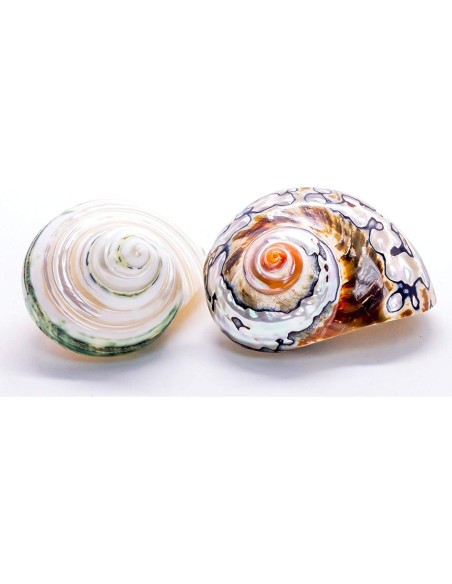 Conchas de Cangrejo Ermitaño Nautical Crush | 2 Unidades 5.1-6.4cm