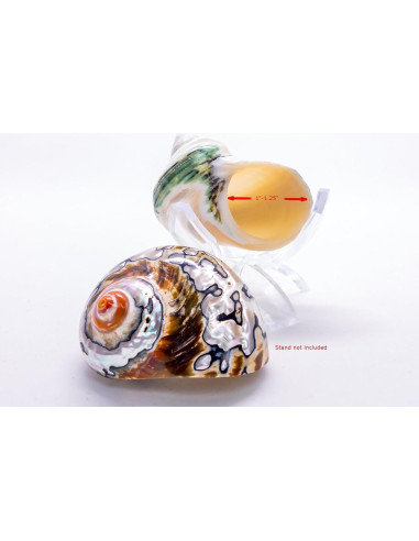 Conchas de Cangrejo Ermitaño Nautical Crush | 2 Unidades 5.1-6.4cm