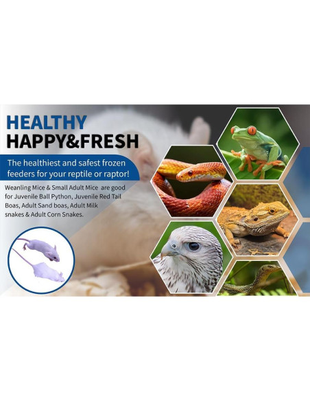 Paquete de 30 Ratones Congelados MiceDirect 5-8 cm para Serpientes