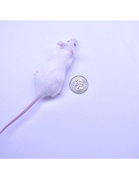 Paquete de 30 Ratones Congelados MiceDirect 5-8 cm para Serpientes