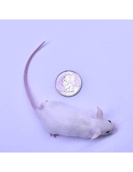 Paquete de 30 Ratones Congelados MiceDirect 5-8 cm para Serpientes