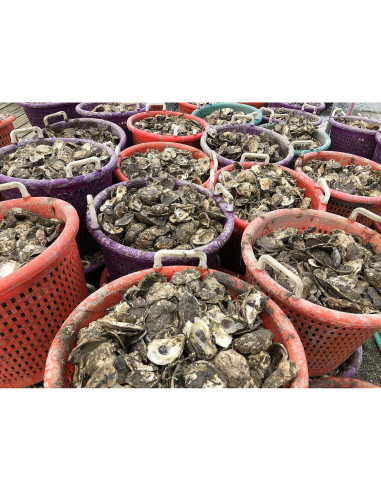 Cuchillo para abrir ostras Toadfish 1005 - Acero inoxidable, 8.89 cm