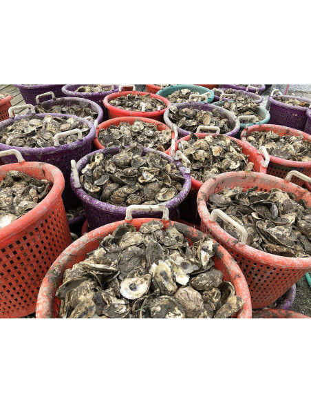 Cuchillo para abrir ostras Toadfish 1005 - Acero inoxidable, 8.89 cm