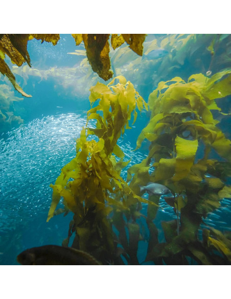 Alga Kombu Kelp Seco YUHO 400g - Natural, Sin Conservantes