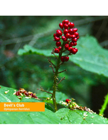 Extracto Líquido de Devil&#039;s Club Herb Pharm - 29.57 ml