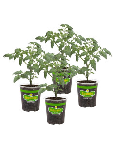 Plantas de Tomate Goliath Bonnie en Maceta - Paquete de 4