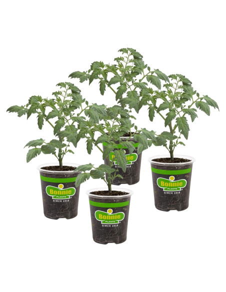 Plantas de Tomate Goliath Bonnie en Maceta - Paquete de 4