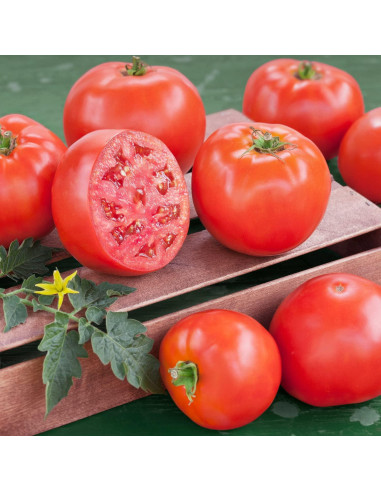 Plantas de Tomate Goliath Bonnie en Maceta - Paquete de 4