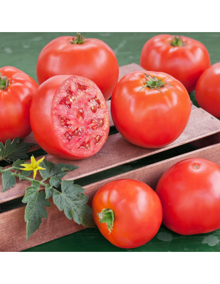 Plantas de Tomate Goliath Bonnie en Maceta - Paquete de 4