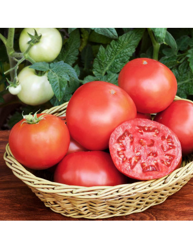 Plantas de Tomate Goliath Bonnie en Maceta - Paquete de 4