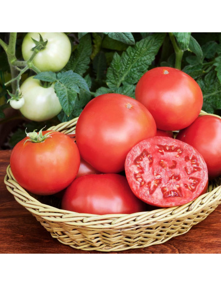 Plantas de Tomate Goliath Bonnie en Maceta - Paquete de 4