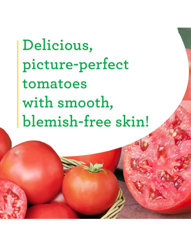 Plantas de Tomate Goliath Bonnie en Maceta - Paquete de 4