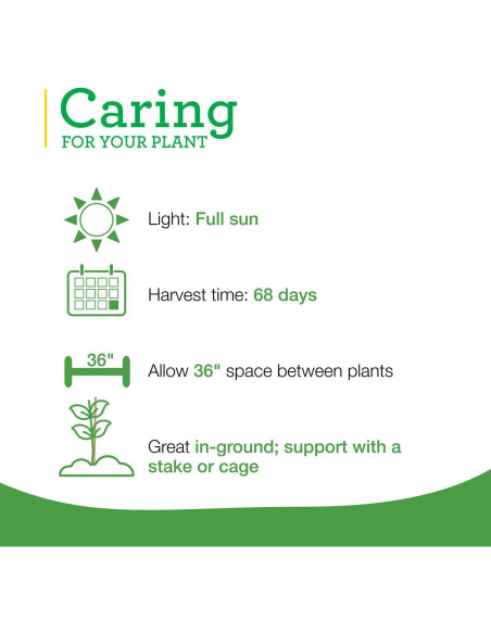 Plantas de Tomate Goliath Bonnie en Maceta - Paquete de 4