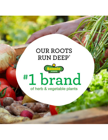 Plantas de Tomate Goliath Bonnie en Maceta - Paquete de 4