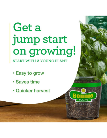 Plantas de Tomate Goliath Bonnie en Maceta - Paquete de 4