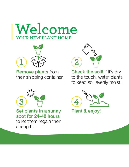 Plantas de Tomate Goliath Bonnie en Maceta - Paquete de 4